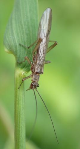 Nemoura cinerea